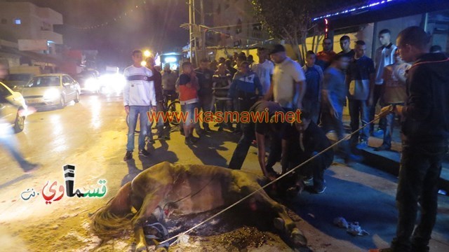   كفرقاسم-  فيديو: وفاة حصان بعد حادث اصطدام مع مركبة على شارع السلطاني وازدحام مروري صعب